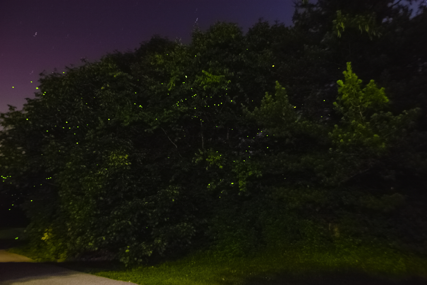 크기변환_크기변환_반딧불 맥심.jpg