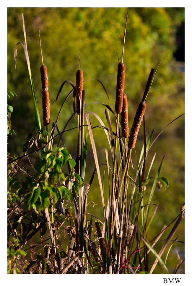 가을아침의 수채화-1-6.jpg