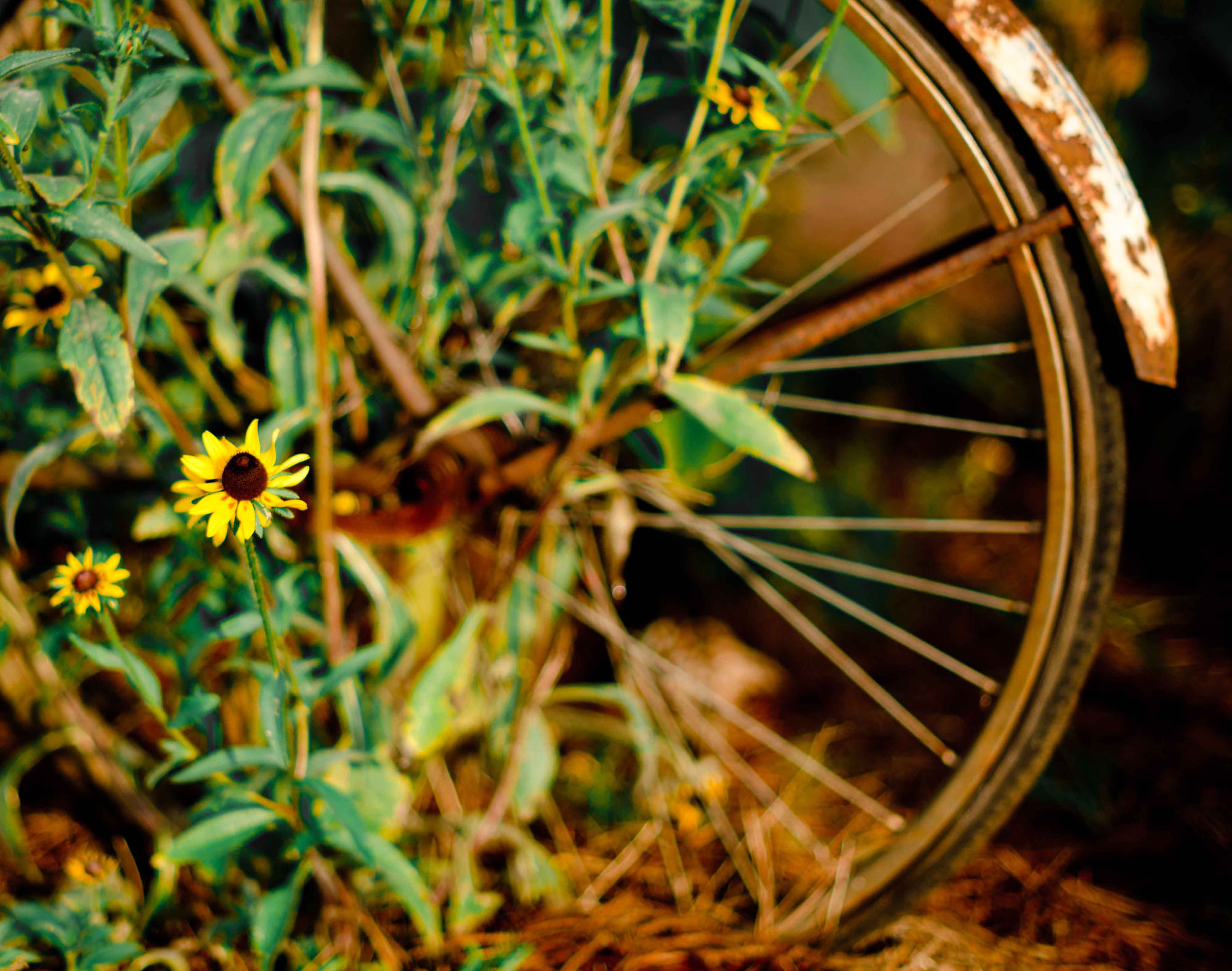 DSC_2079-2-2b.jpg : 해바라기