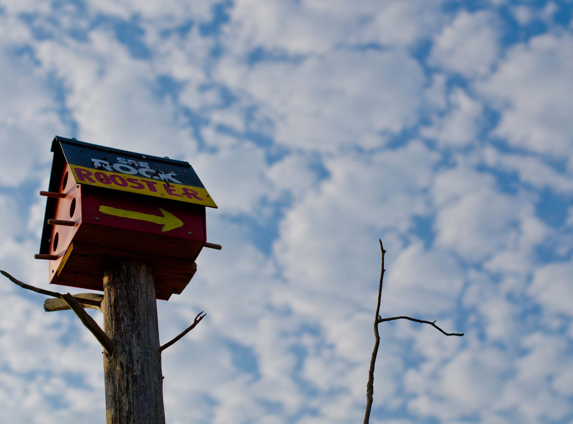 DSC_2094-2-2b.jpg : 해바라기