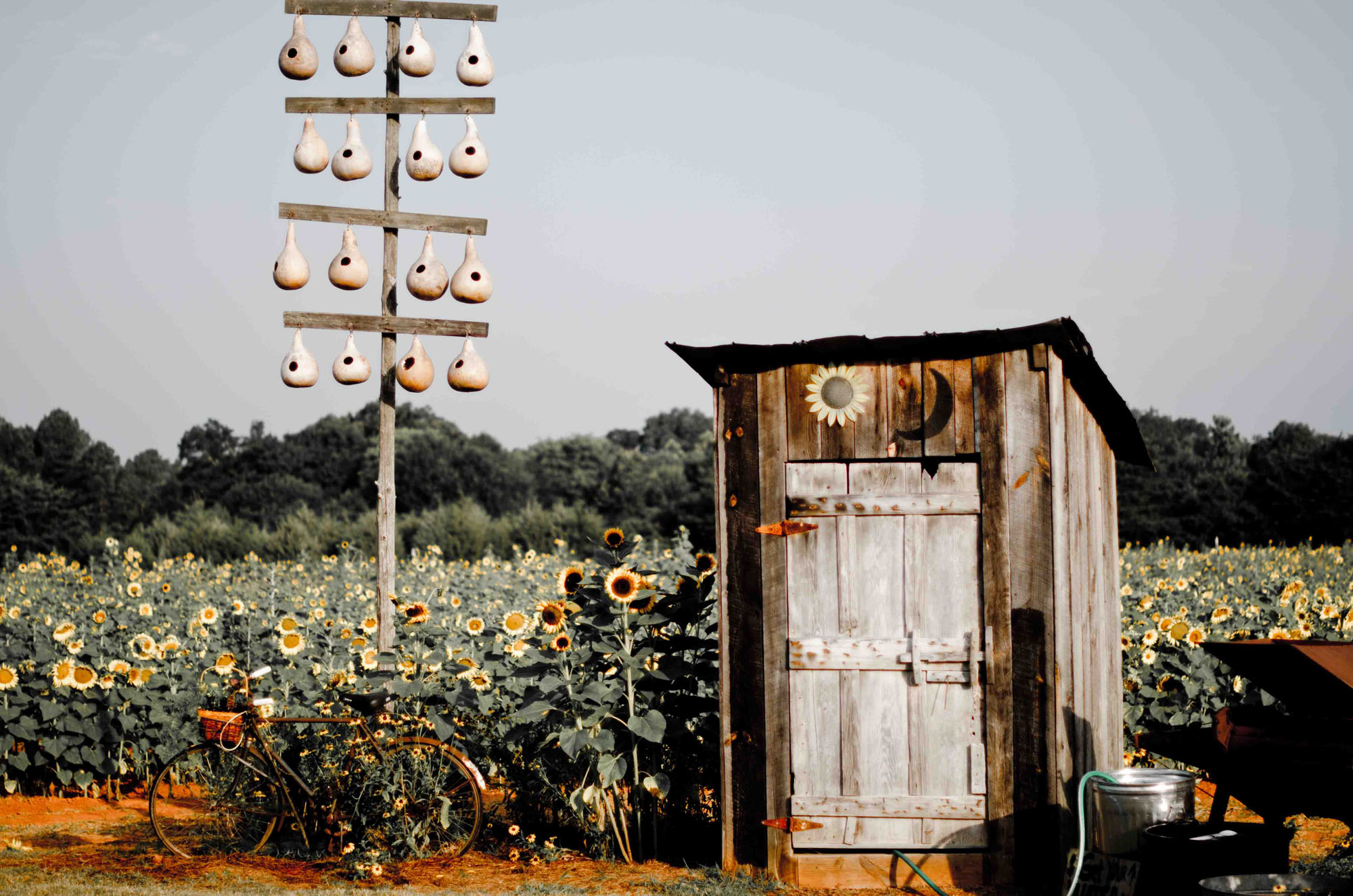 DSC_2083-2-2b.jpg : 해바라기