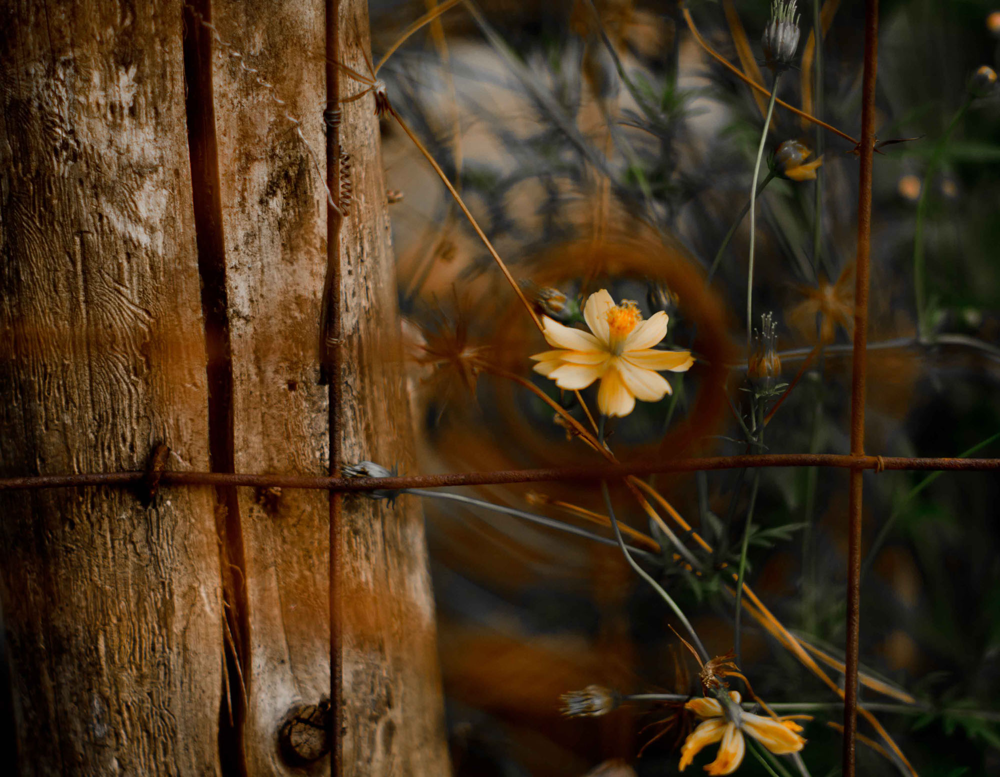 DSC_2091-2-2b.jpg : 해바라기