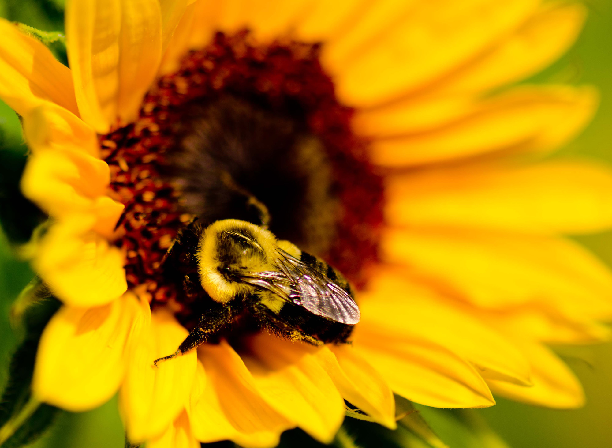 DSC_2113-2-2b.jpg : 해바라기