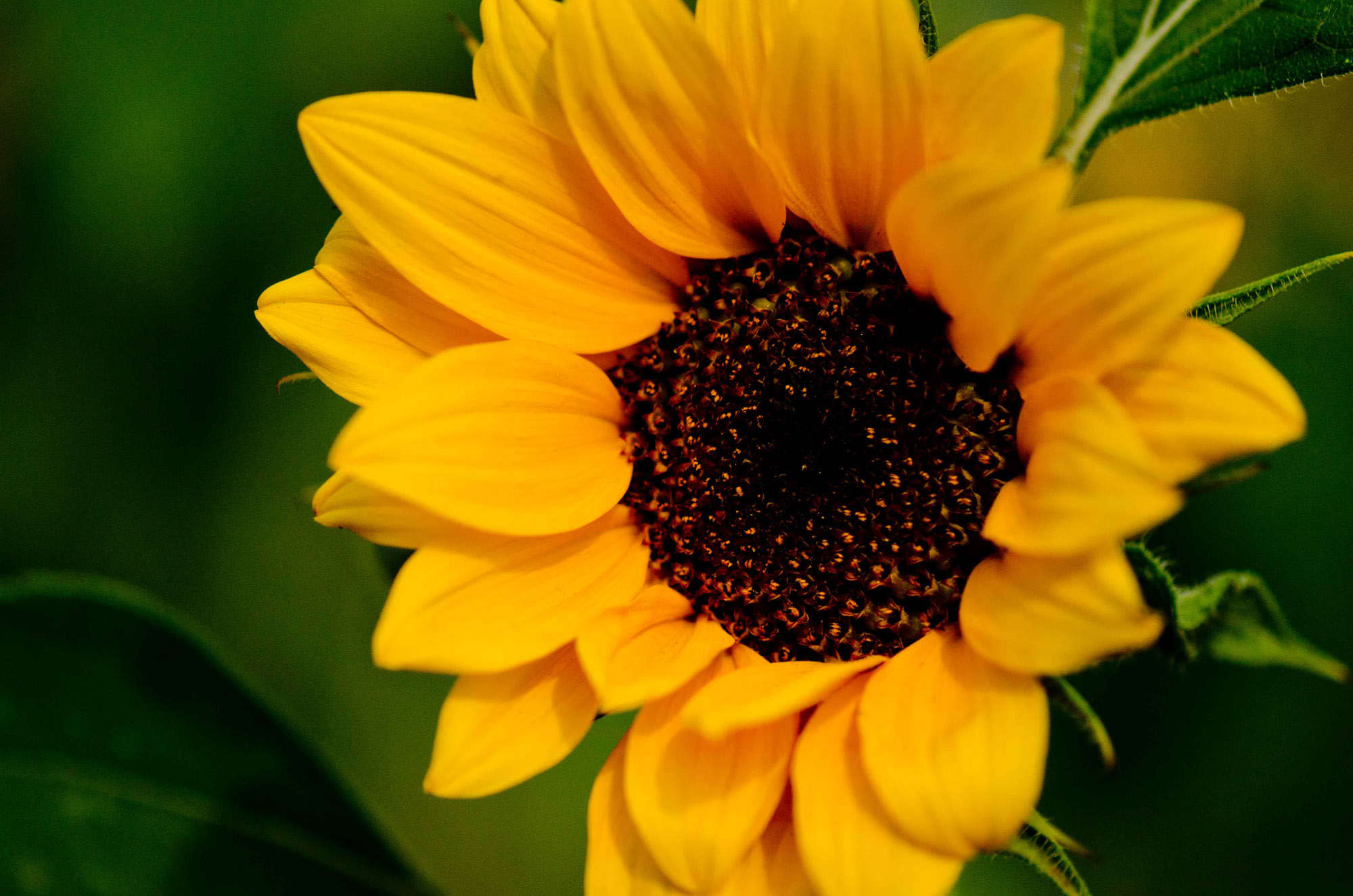 DSC_2105-2-2b.jpg : 해바라기