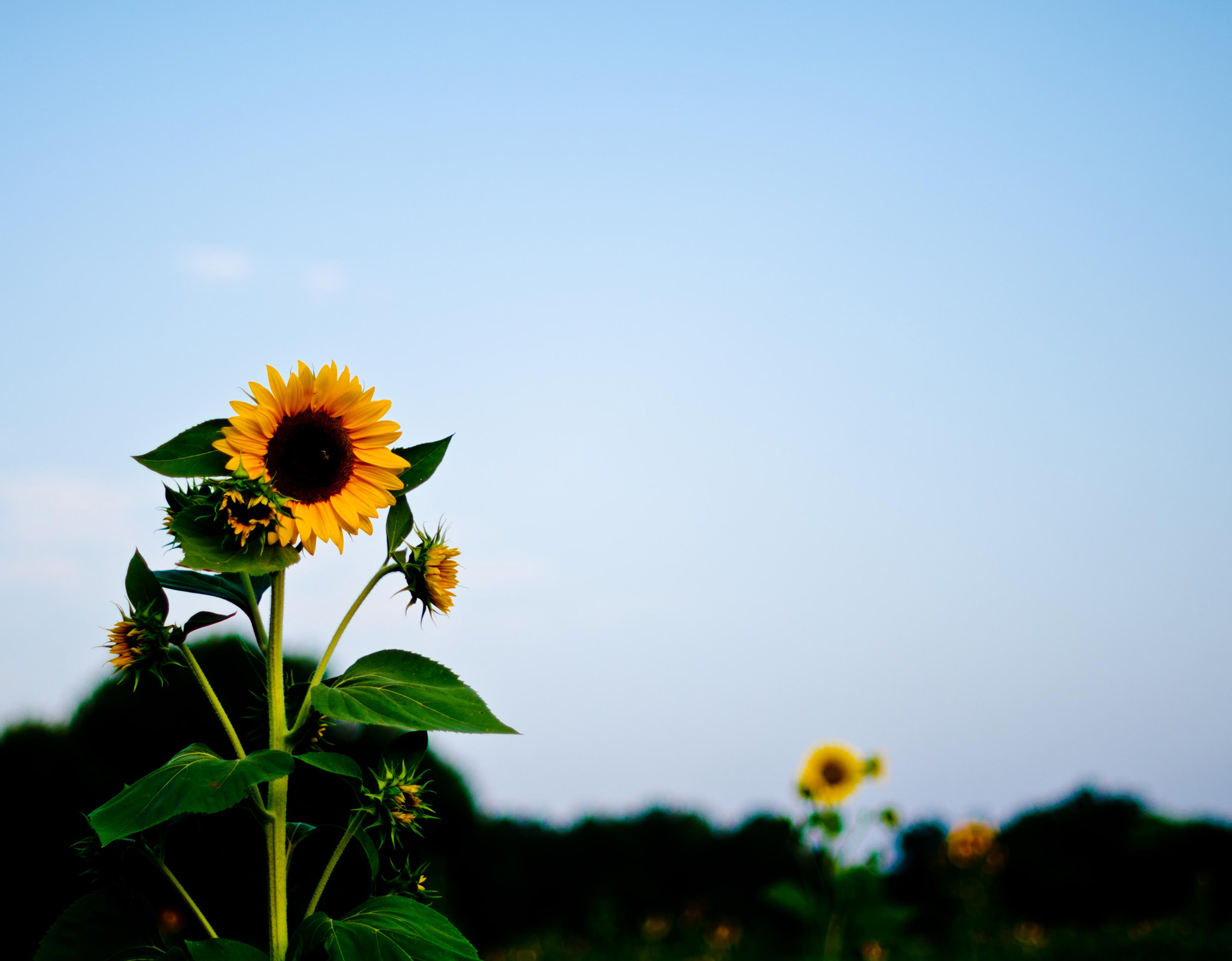 DSC_2057-2-2b.jpg : 해바라기