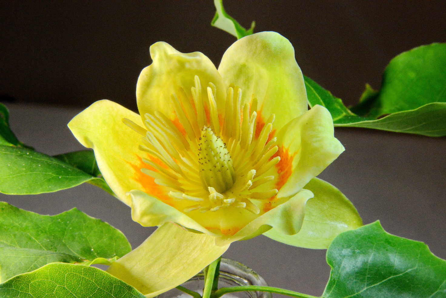 DSC_0938tr.jpg : 도토리 꽃