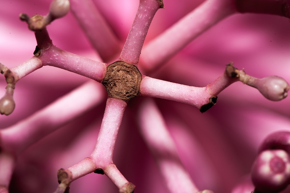 PMY_251513.jpg : 접사 렌즈 뽐뿌