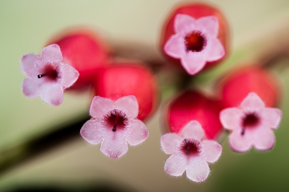 PMY_236813.jpg : 접사 렌즈 뽐뿌