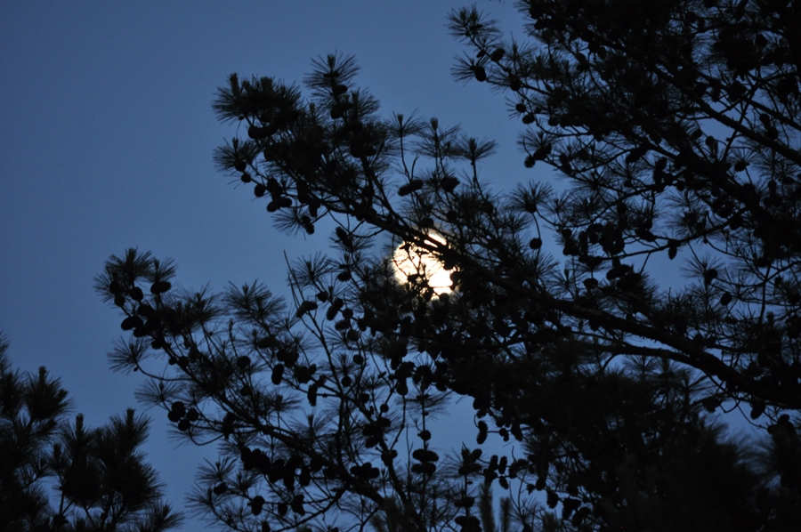 DSC_0013.JPG : 달과 함께