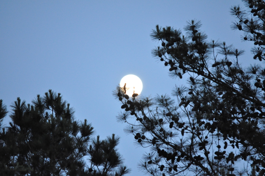 DSC_0012.JPG : 달과 함께