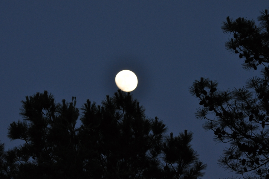 DSC_0011.JPG : 달과 함께