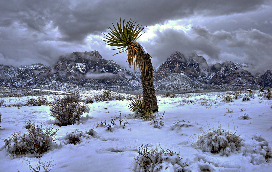 DSC_6789 PS Crop 1100px.jpg