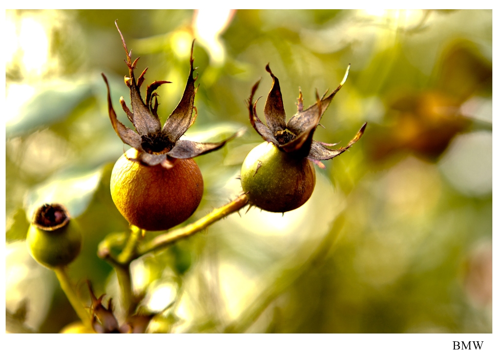 꽃이 피었던 자리.jpg