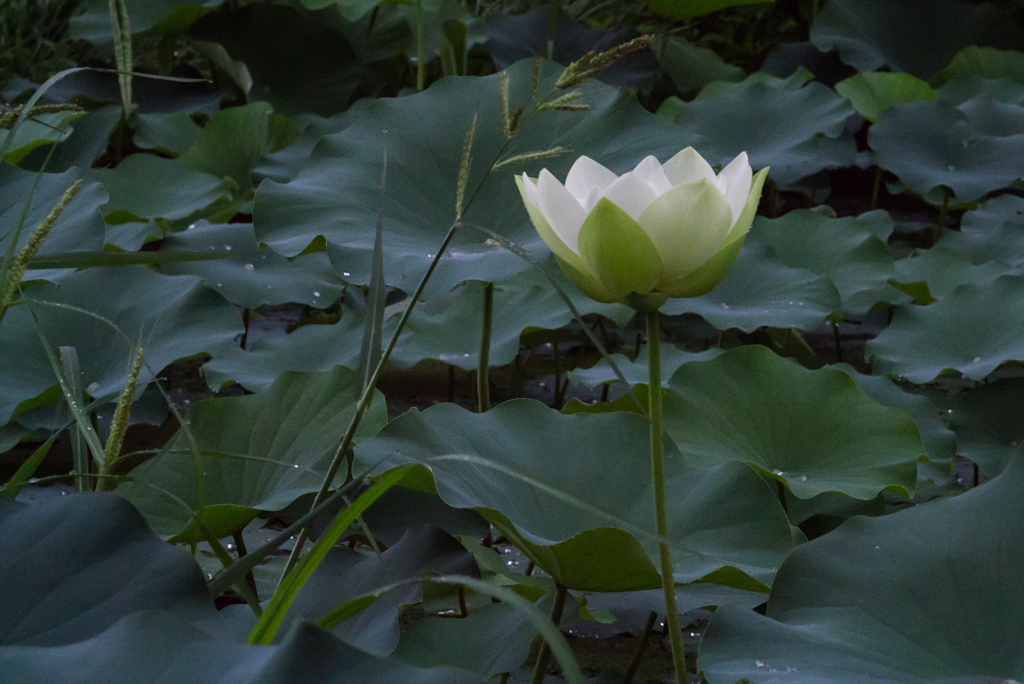 P1050064.jpg : 시골 풍경