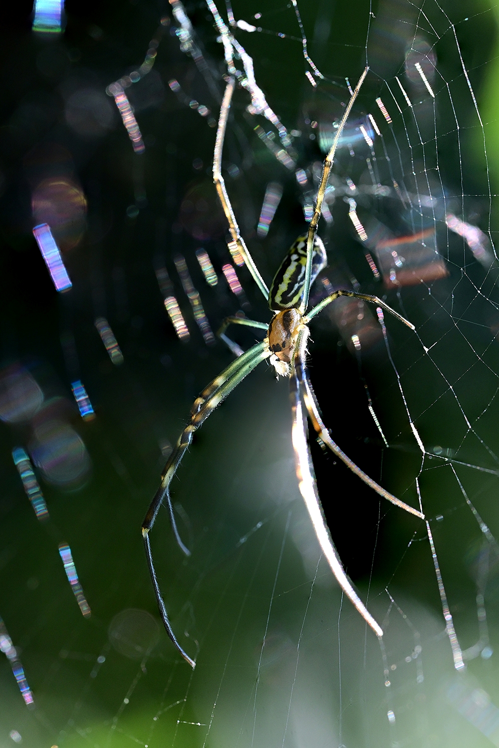 spider02 (08292025) copy.jpg