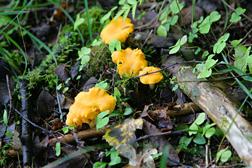 chanterelle-mushrooms_0.jpg