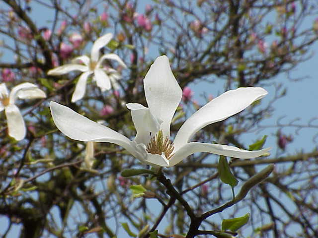 Magnolia_kobus_borealis2.jpg