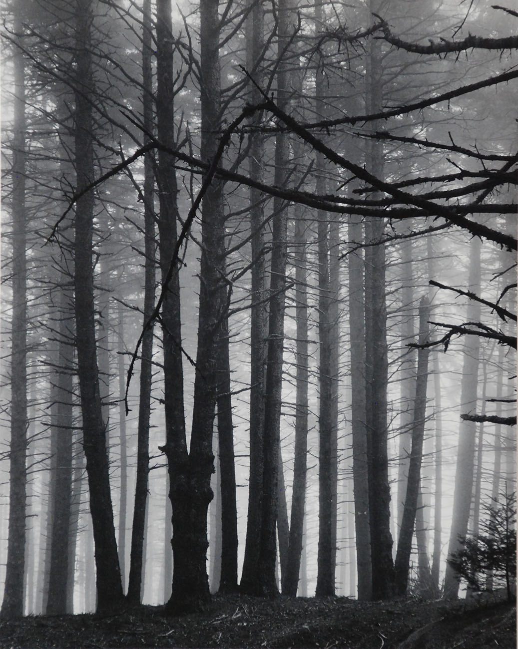 Spruce-Trees-in-Fog.jpg