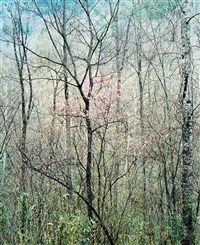 eliot-porter-redbud-trees-in-bottomland,-near-red-river-gorge,-kentucky,-april-17,-1968.jpg
