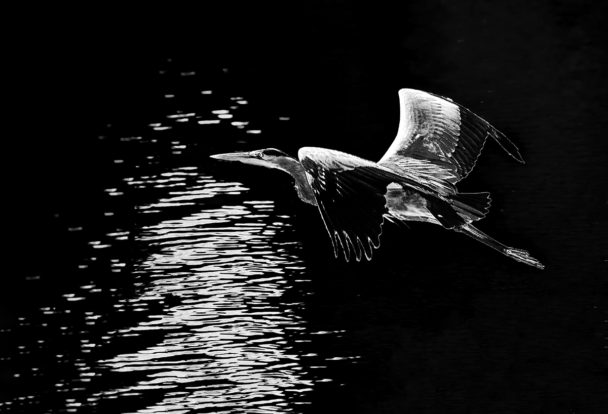 blue heron 5-3-14_4657 copya copy.jpg