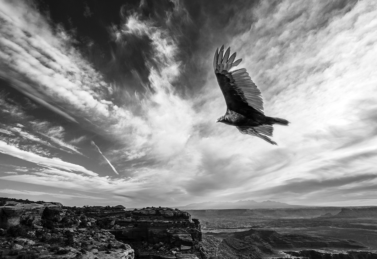 3-11-15 eagles_9824 (3) copy.jpg