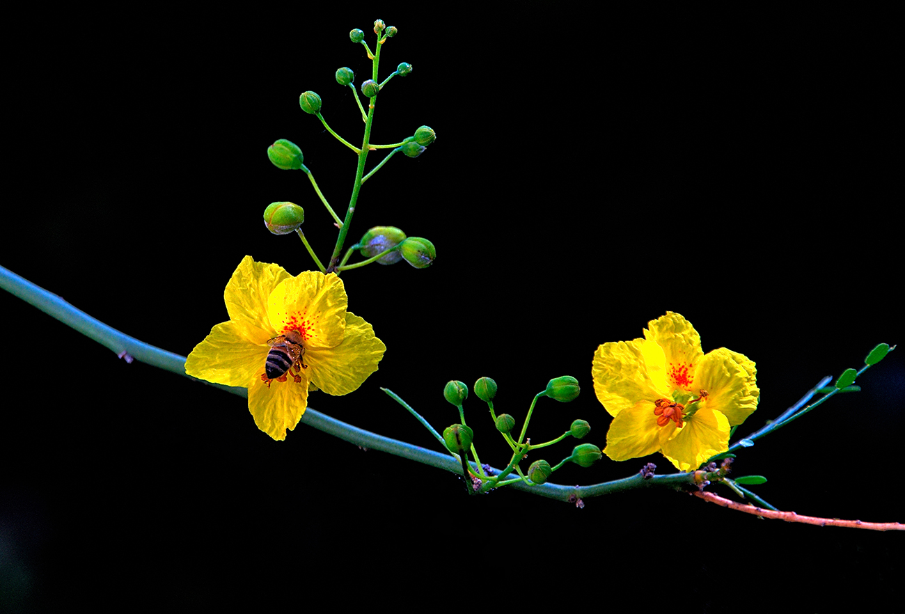 DSC_9929 EA PS1 Crop 1300px - Copy.jpg